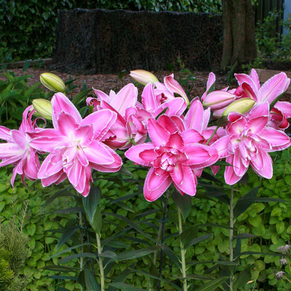 Lilium Lotus Wonder (2 Bulbs)