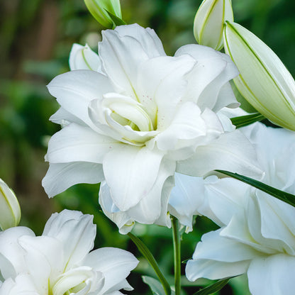 Lilium Lotus Pure (2 Bulbs)