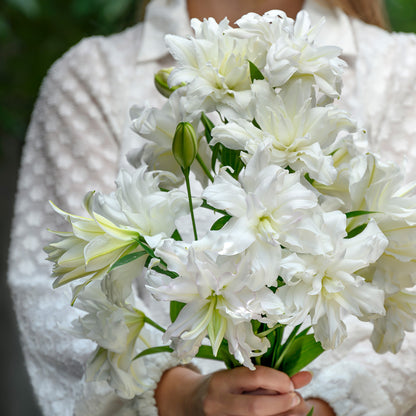 Lilium Lotus Pure (2 Bulbs)