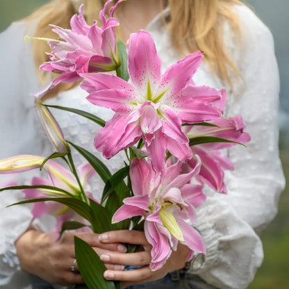 Lilium Lotus Elegance (2 Bulbs)