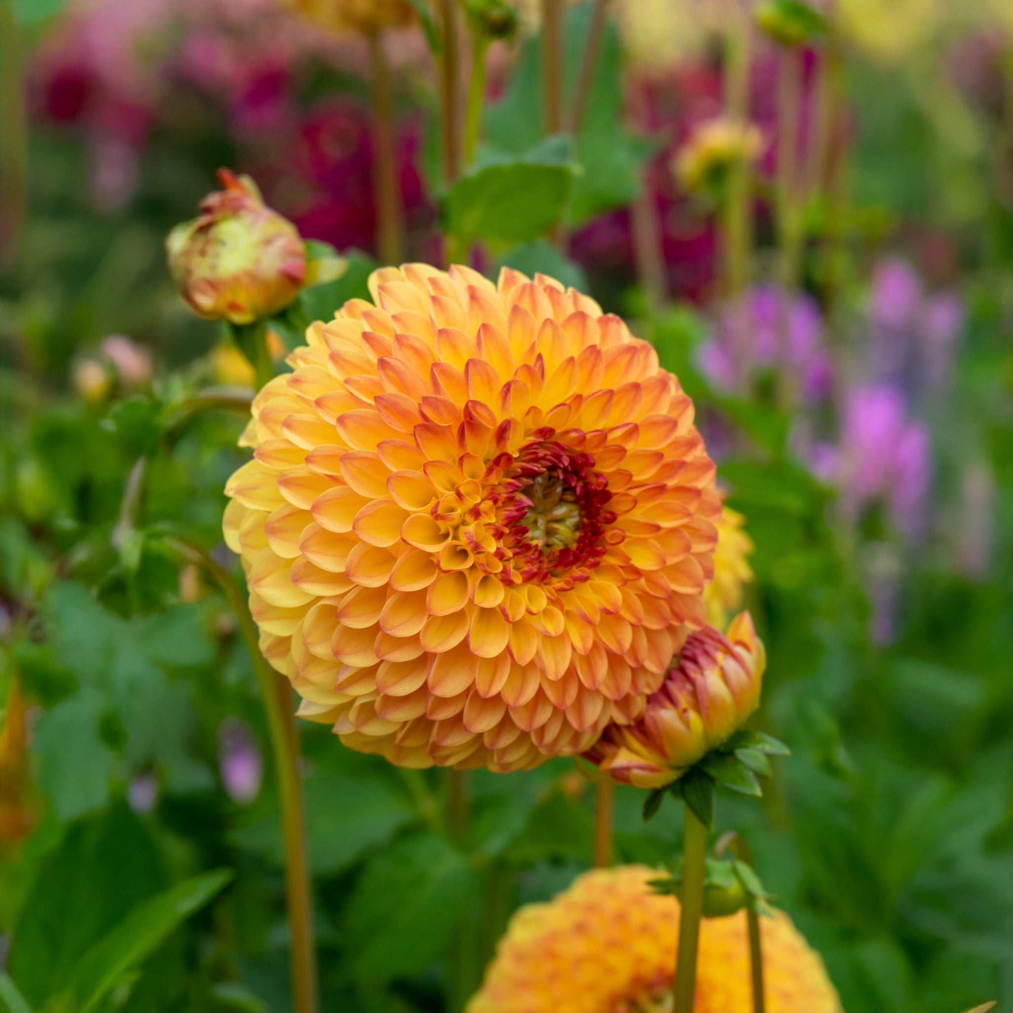 Dahlia Pompon Sunny Boy (1 Bulb)