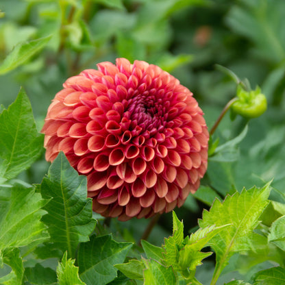 Dahlia Pompon Copper Boy (1 Bulb)