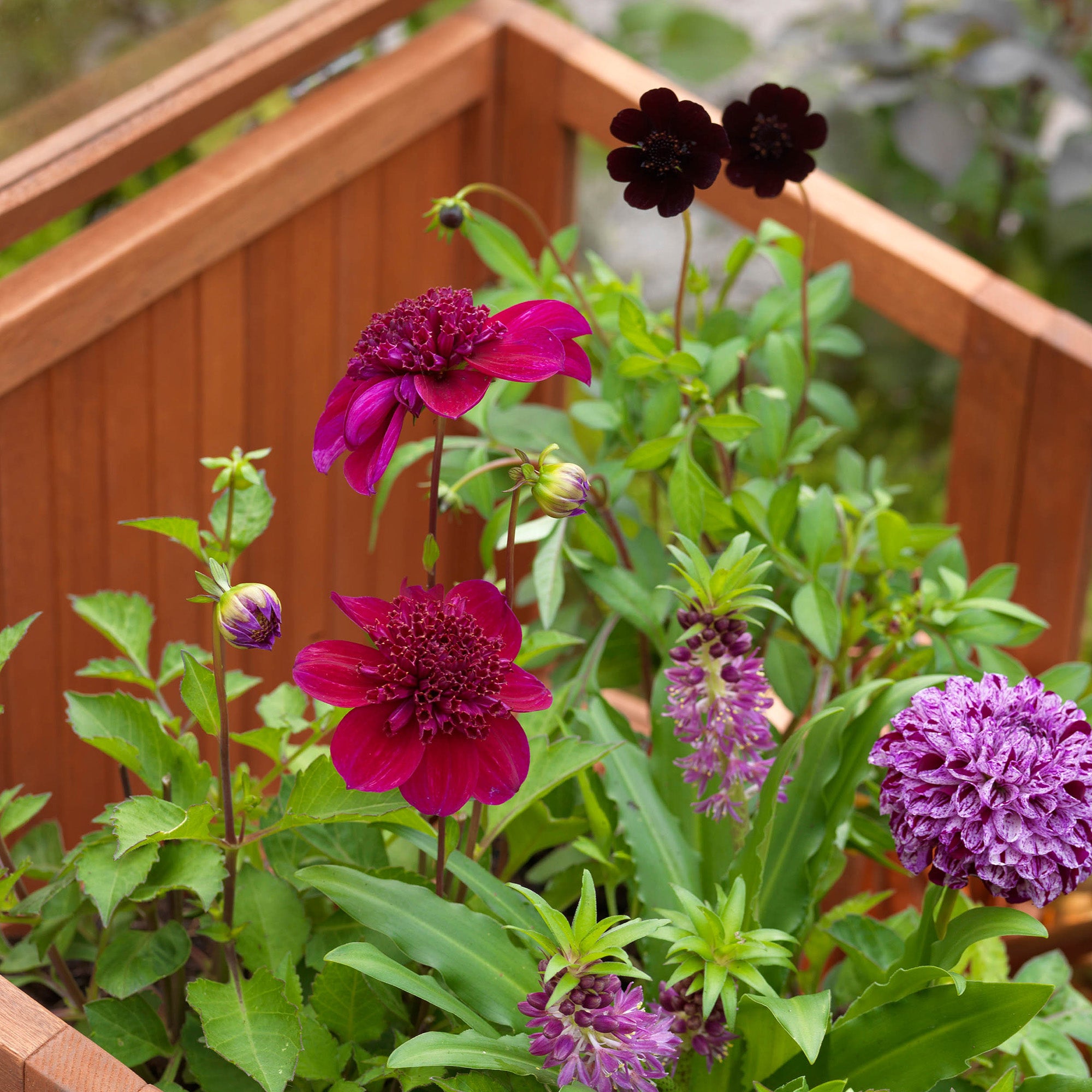 Dahlia Cactus Purple Gem (1 Bulb)