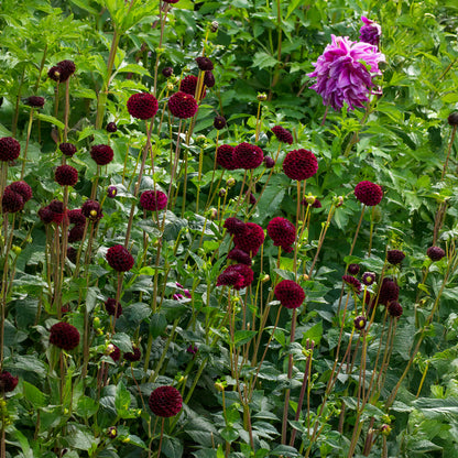 Dahlia Pompon Natal (1 Bulb)