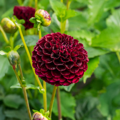 Dahlia Pompon Natal (1 Bulb)