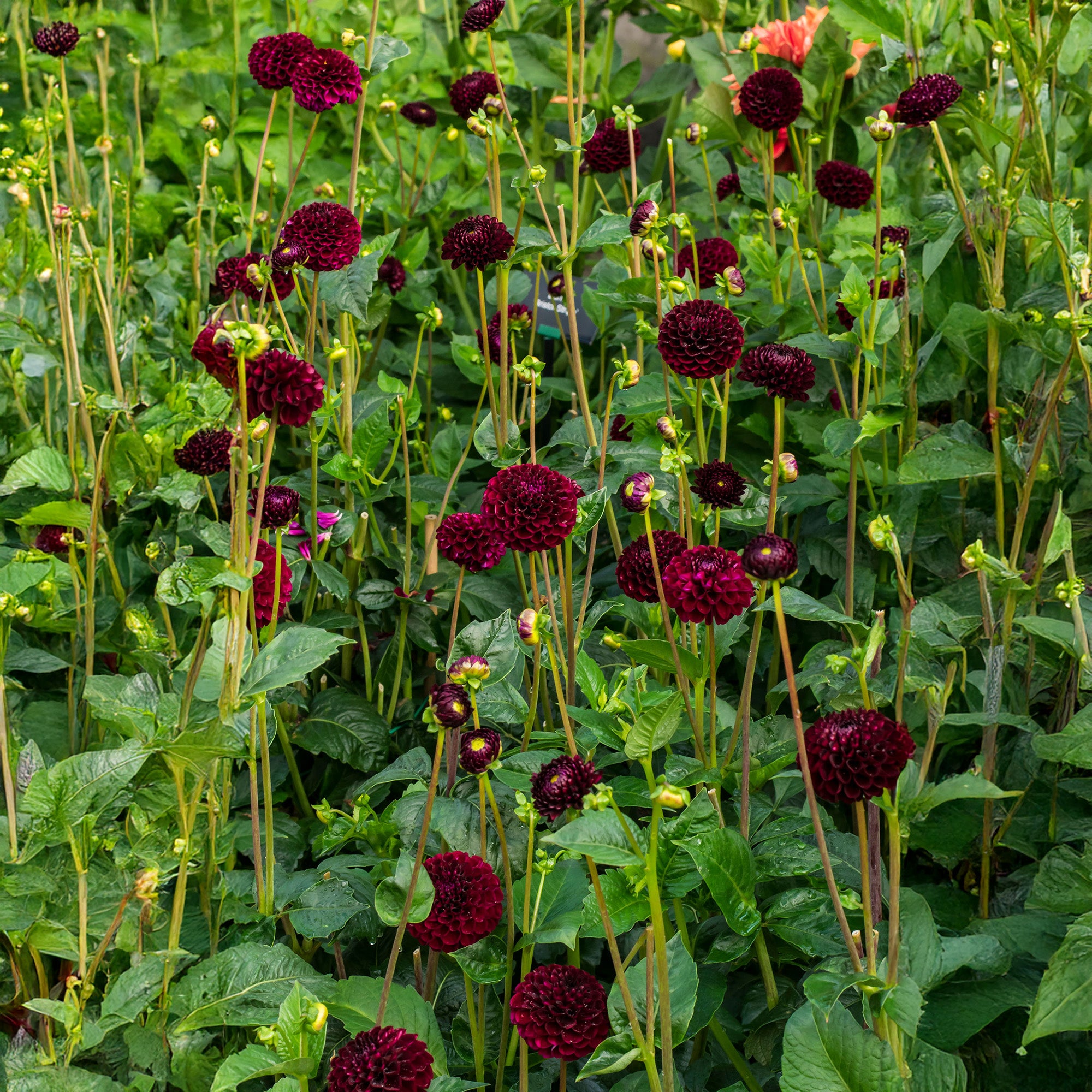 Dahlia Pompon Natal (1 Bulb)