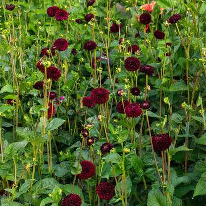 Dahlia Pompon Natal (1 Bulb)