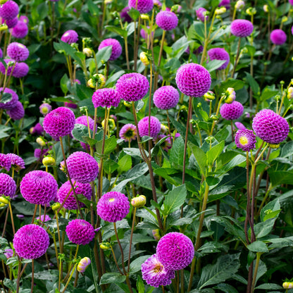 Dahlia Pompon Franz Kafka (1 Bulb)