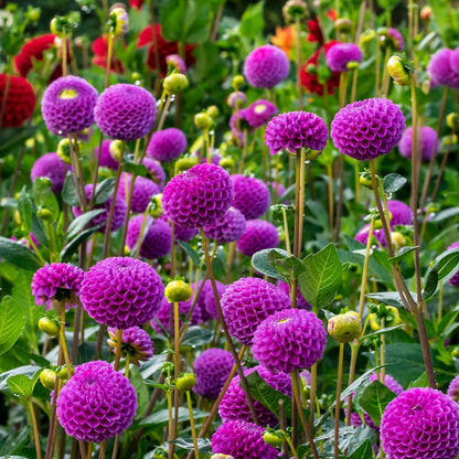 Dahlia Pompon Franz Kafka (1 Bulb)