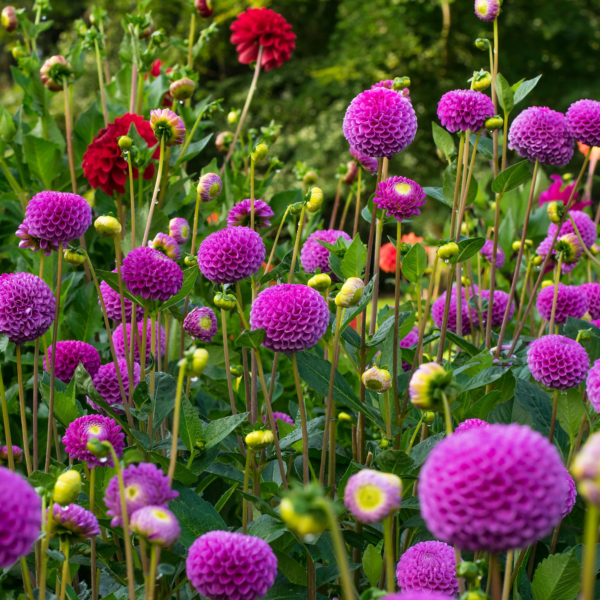 Dahlia Pompon Franz Kafka (1 Bulb)