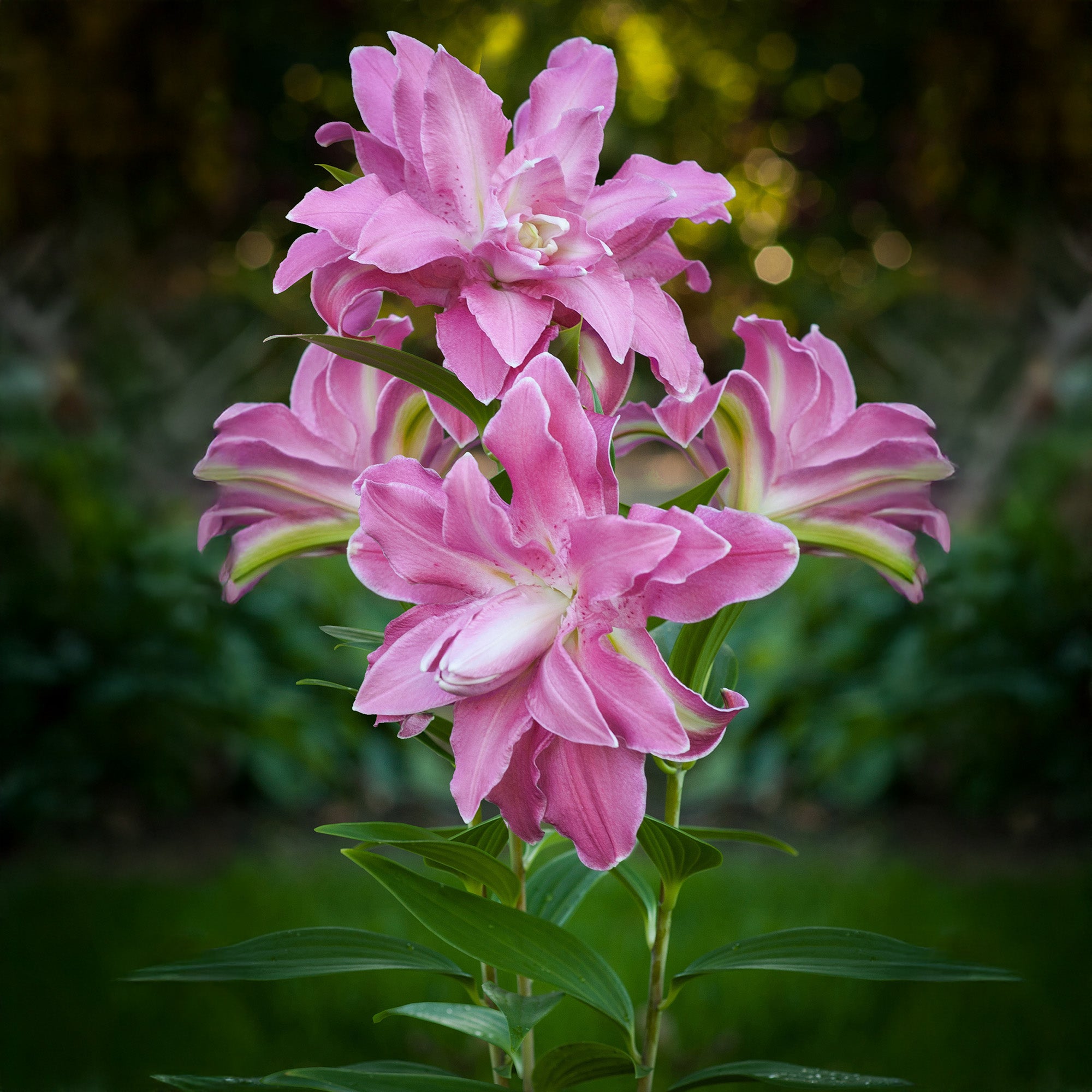 Lilium Lotus Wonder (2 Bulbs)