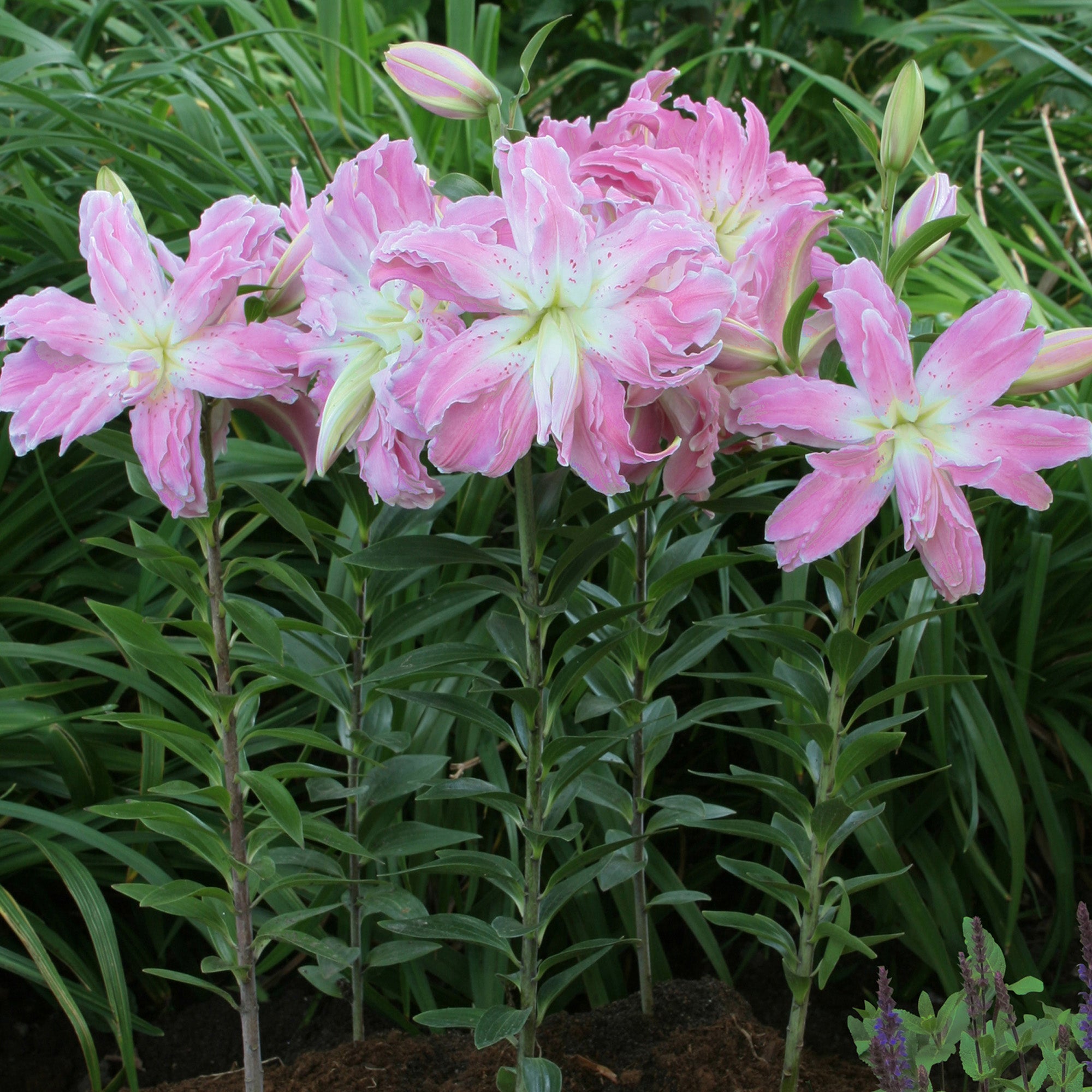 Lilium Lotus Elegance (2 Bulbs)