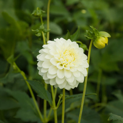 Dahlia Pompon Petra's Wedding (1 Bulb)