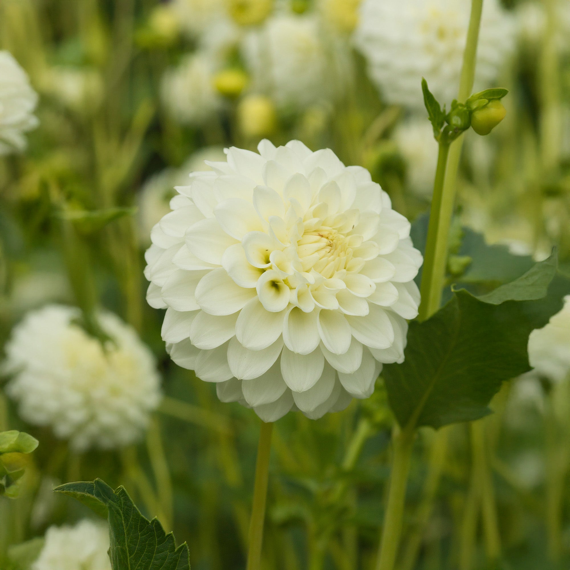 Dahlia Pompon Petra's Wedding (1 Bulb)