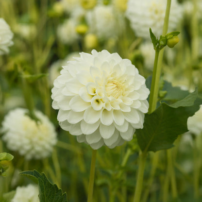 Dahlia Pompon Petra's Wedding (1 Bulb)