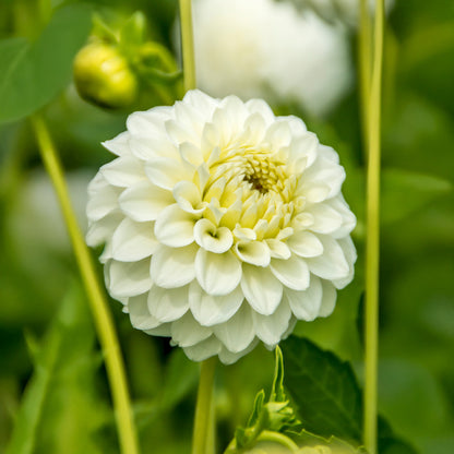 Dahlia Pompon Petra's Wedding (1 Bulb)