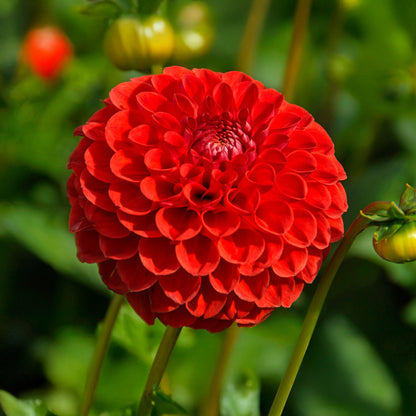 Dahlia Pompon Sunny Boy Red (1 Bulb)