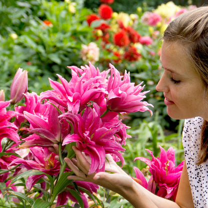 Lilium Lotus Wonder (2 Bulbs)