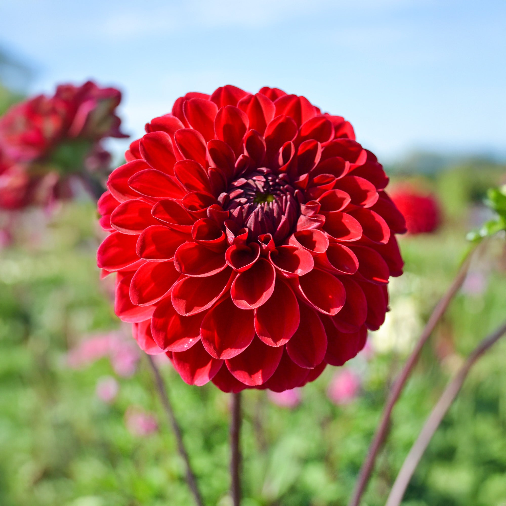 Dahlia Pompon Natal (1 Bulb)