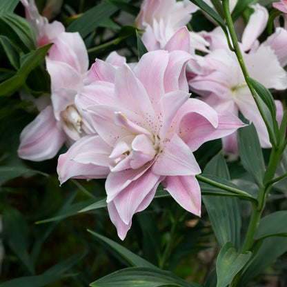 Lilium Lotus Queen (2 Bulbs)