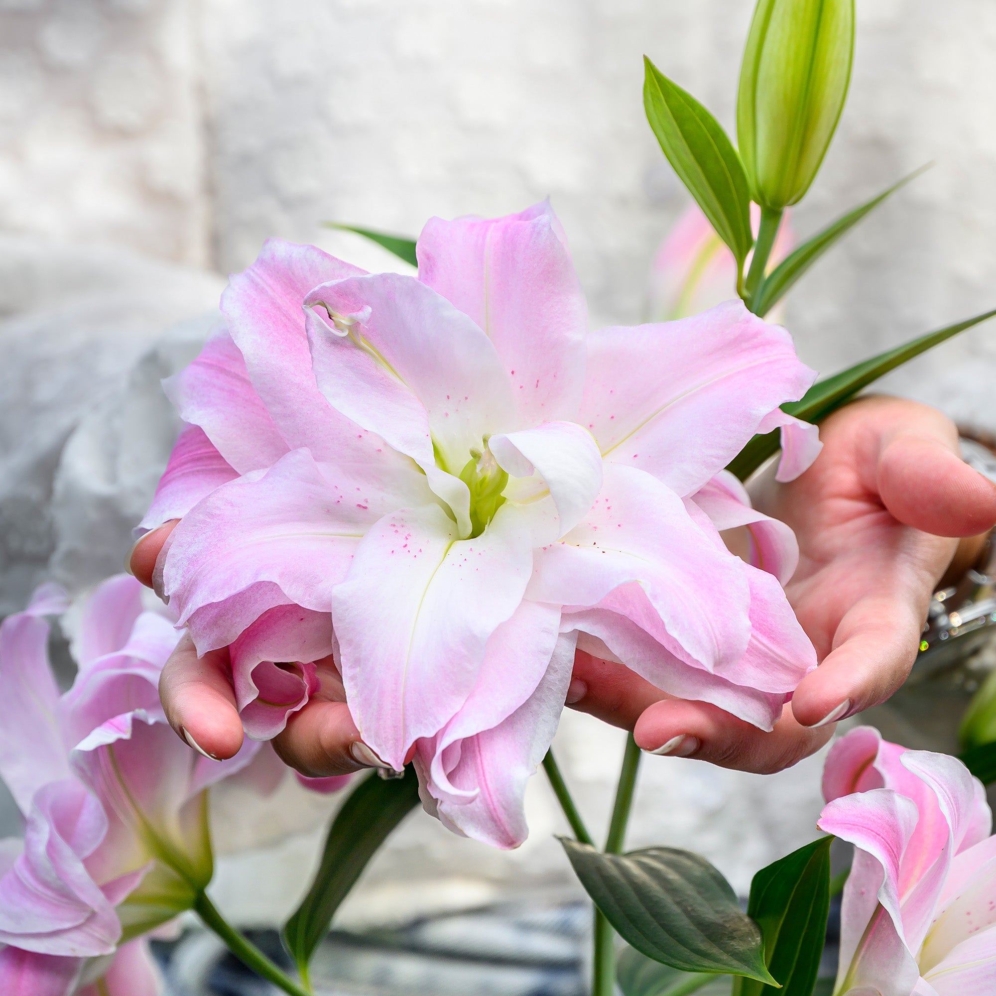 Lilium Lotus Queen (2 Bulbs)