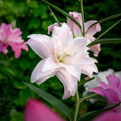 Lilium Lotus Queen (2 Bulbs)