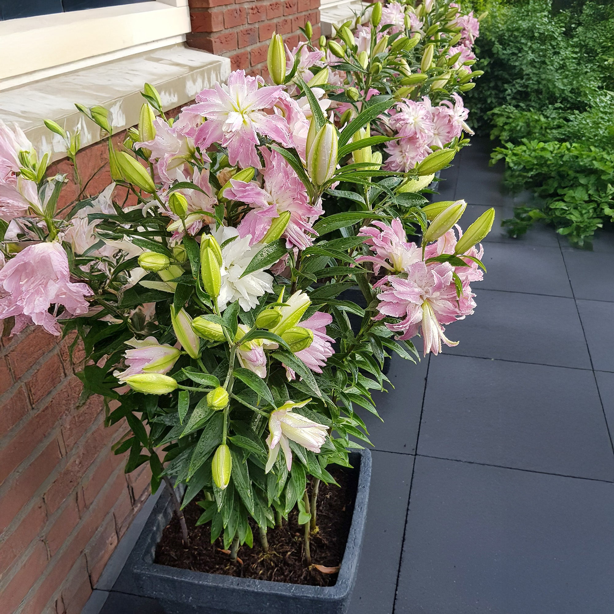 Lilium Lotus Queen (2 Bulbs)