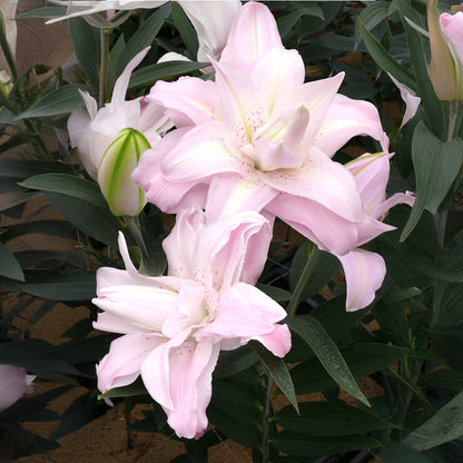 Lilium Lotus Queen (2 Bulbs)