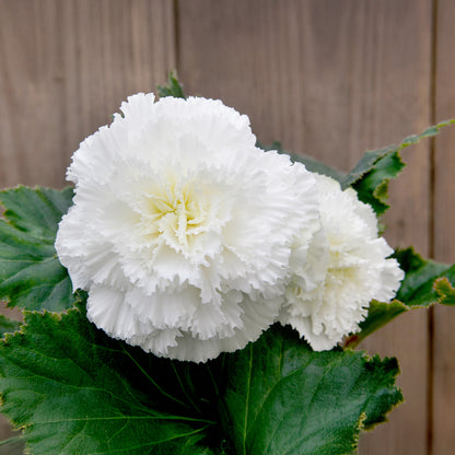 Begonia dinnerplate ruffled white