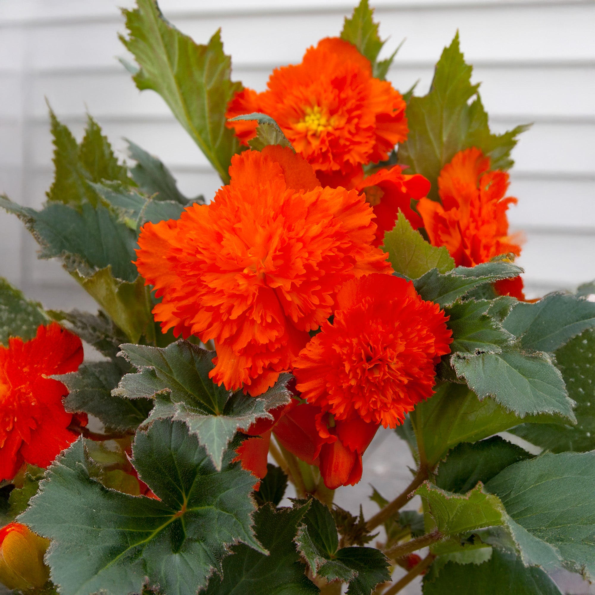 Begonia dinnerplate ruffled orange / Begonia fimbriata orange (2 Bulbs)