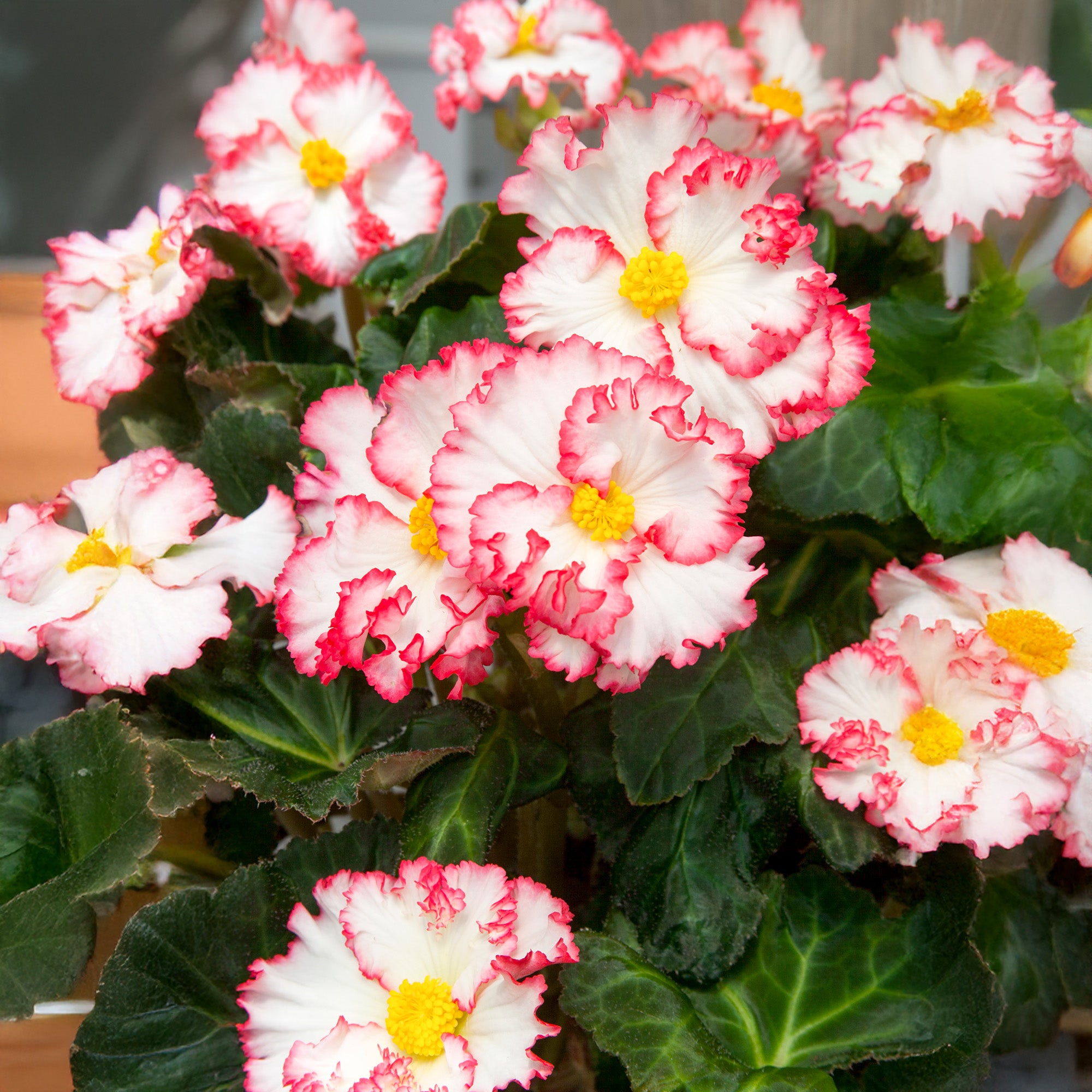 Begonia crispa marginata white-red
