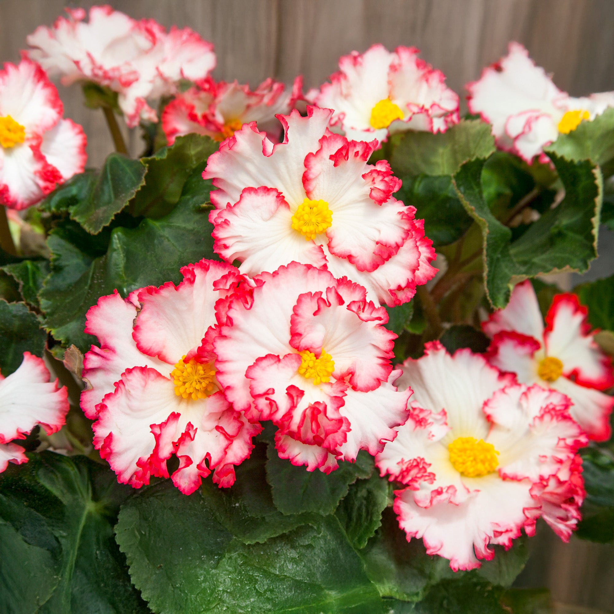Begonia crispa marginata white-red