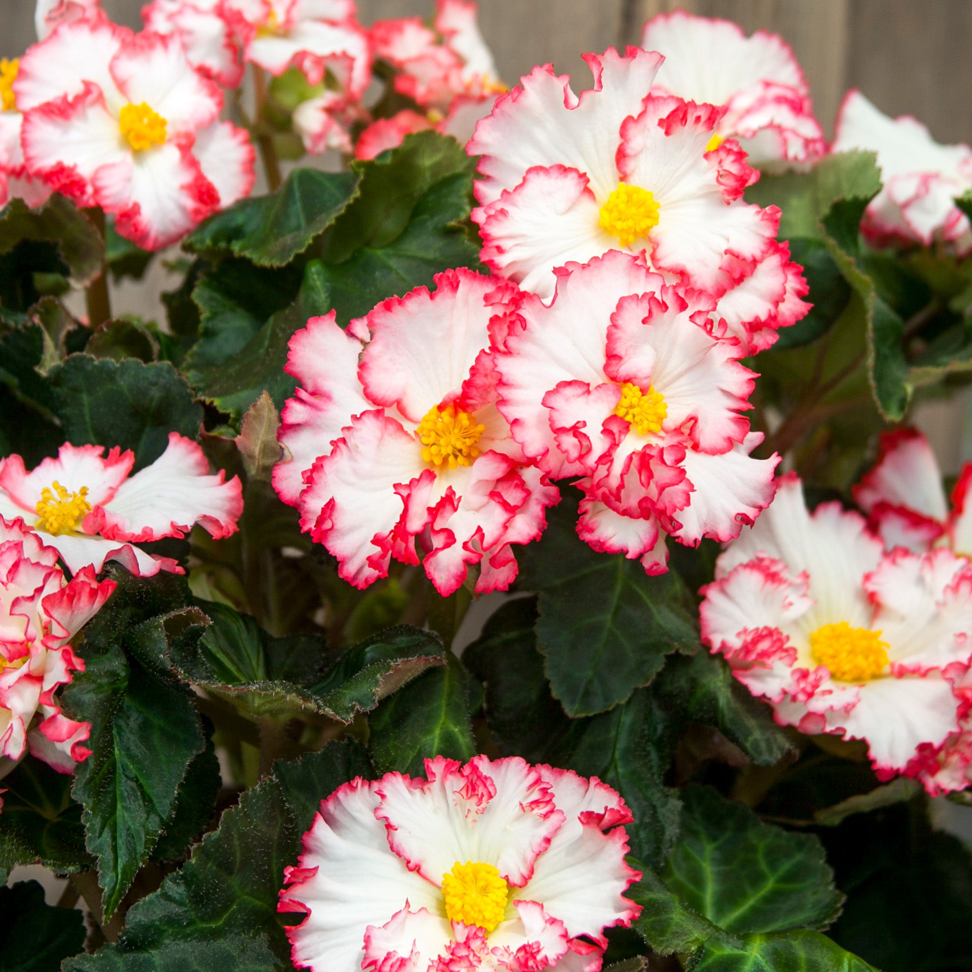 Begonia crispa marginata white-red