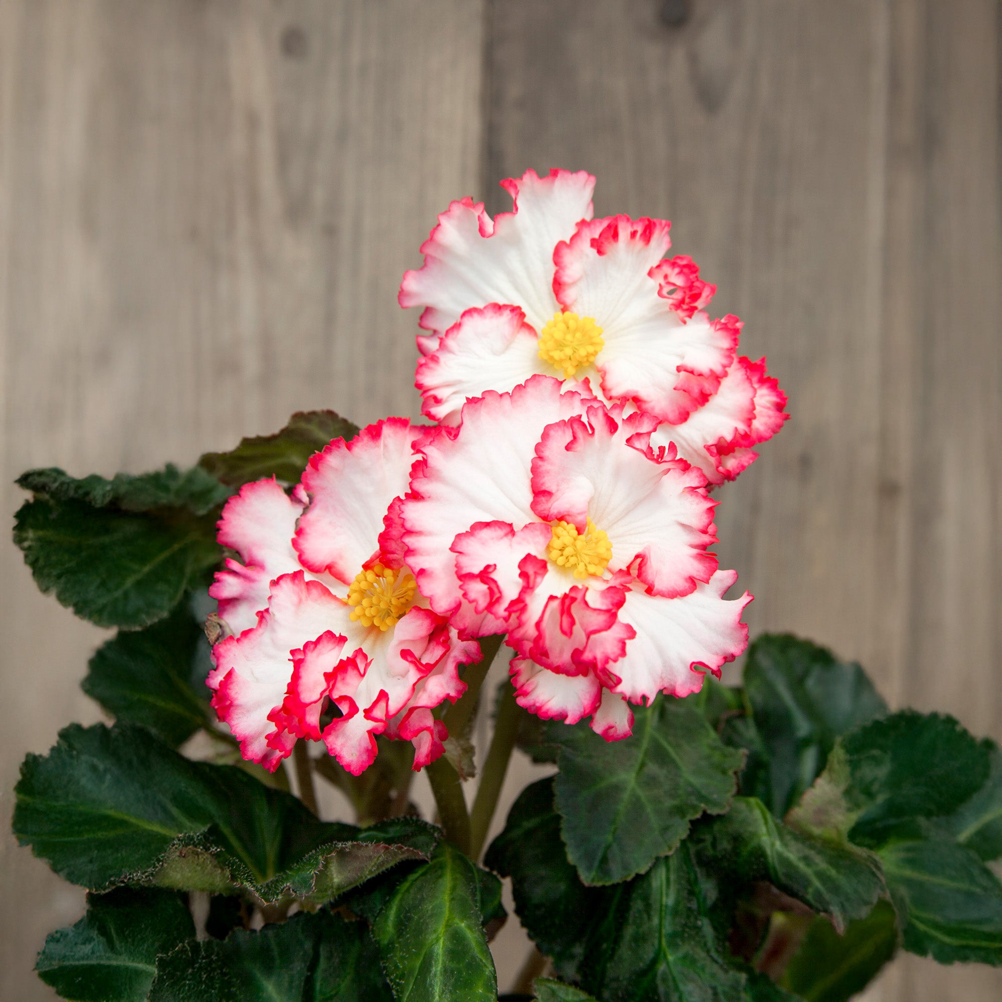Begonia crispa marginata white-red