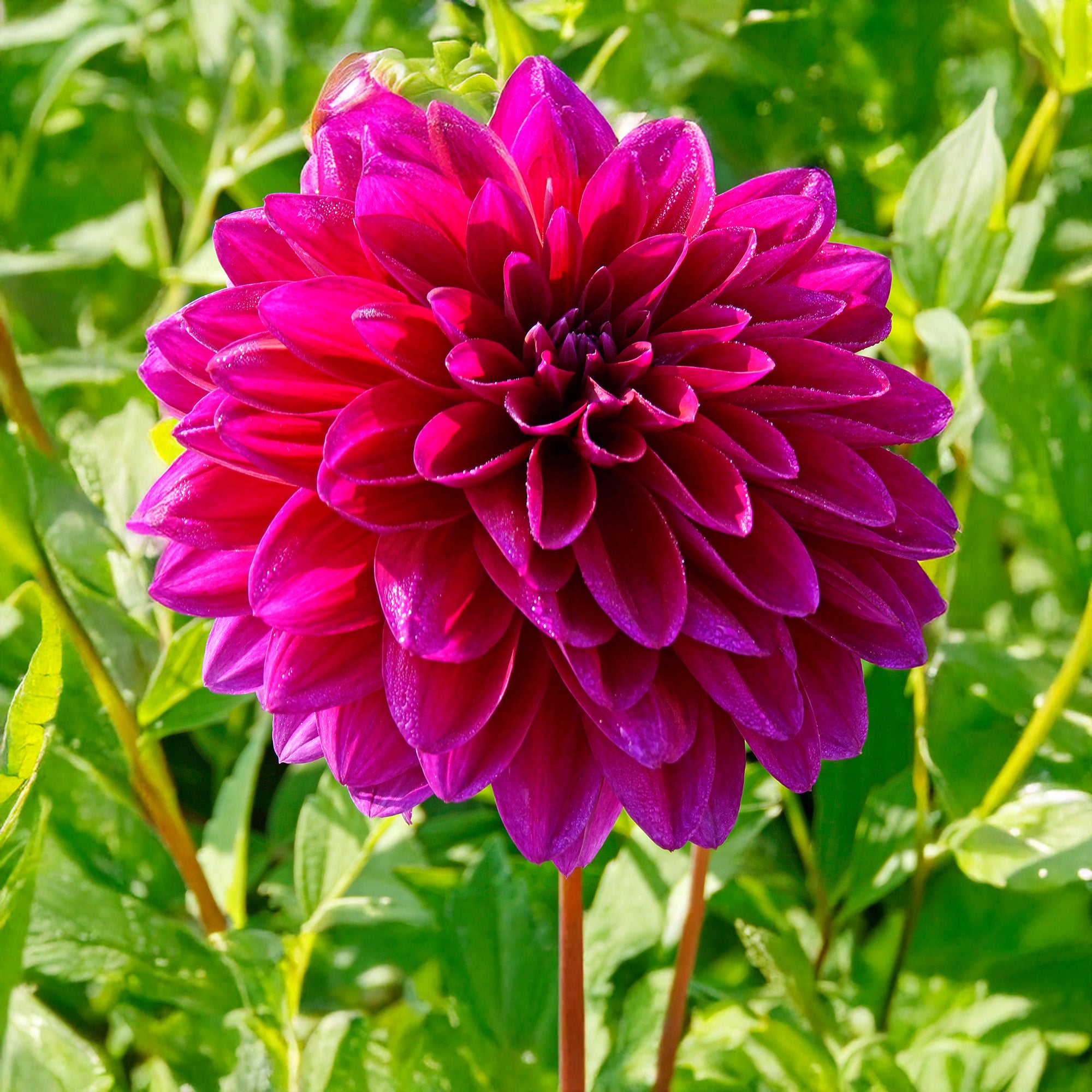 Dahlia Decorative Le Baron (1 Bulb)