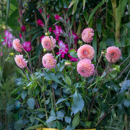 Dahlia Wizard Of Oz (1 Bulb)