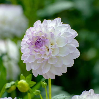 Dahlia Ball Eveline (1 Bulb)