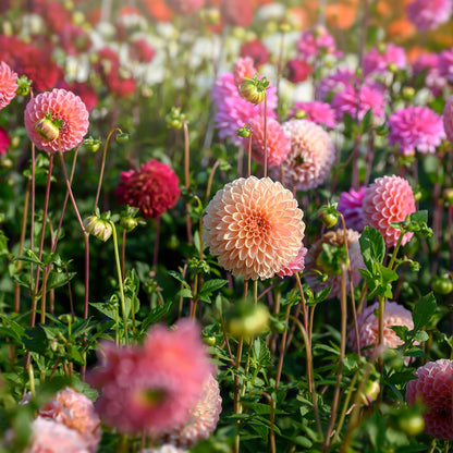 Dahlia Pompon Nathalie G (1 Bulb)