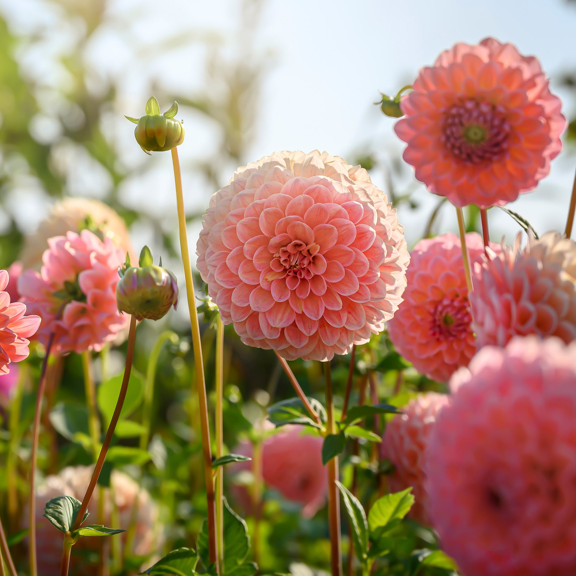 Dahlia Pompon Nathalie G (1 Bulb)
