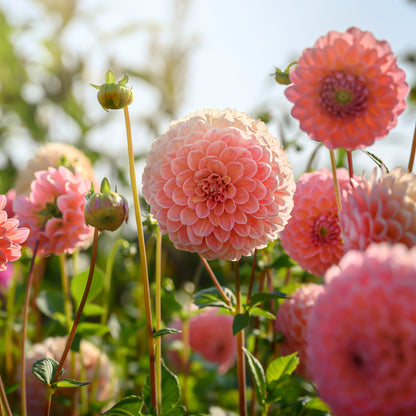 Dahlia Pompon Nathalie G (1 Bulb)
