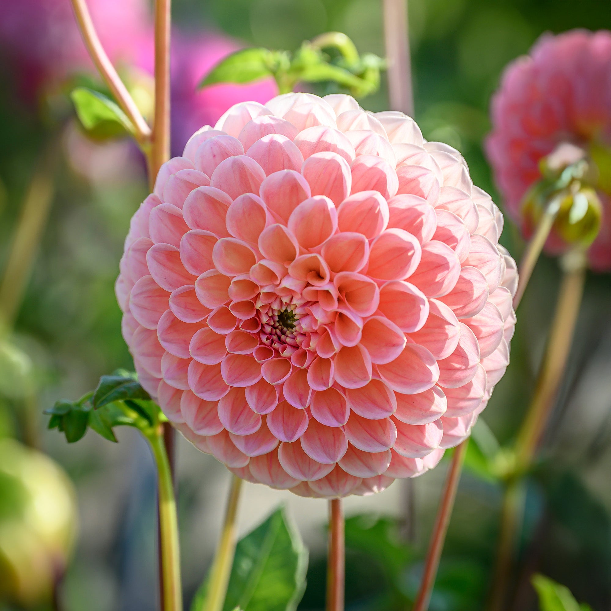 Dahlia Pompon Nathalie G (1 Bulb)