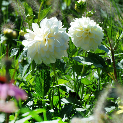 Dahlia Pompon Snowflake (1 Bulb)