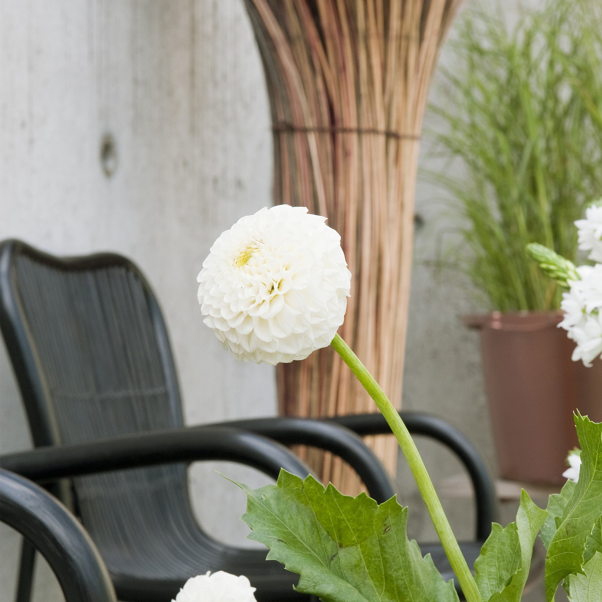 Dahlia Pompon Snowflake (1 Bulb)