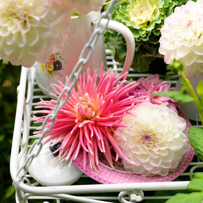 Dahlia Ball Eveline (1 Bulb)