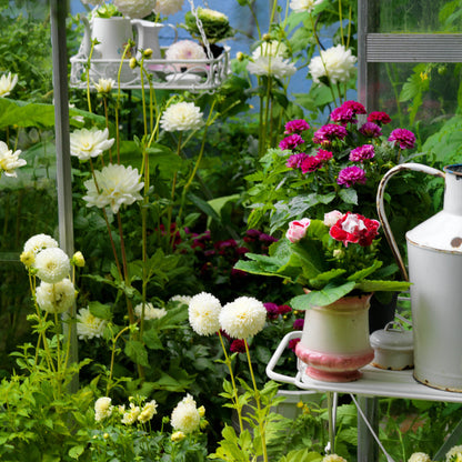 Dahlia Ball Eveline (1 Bulb)