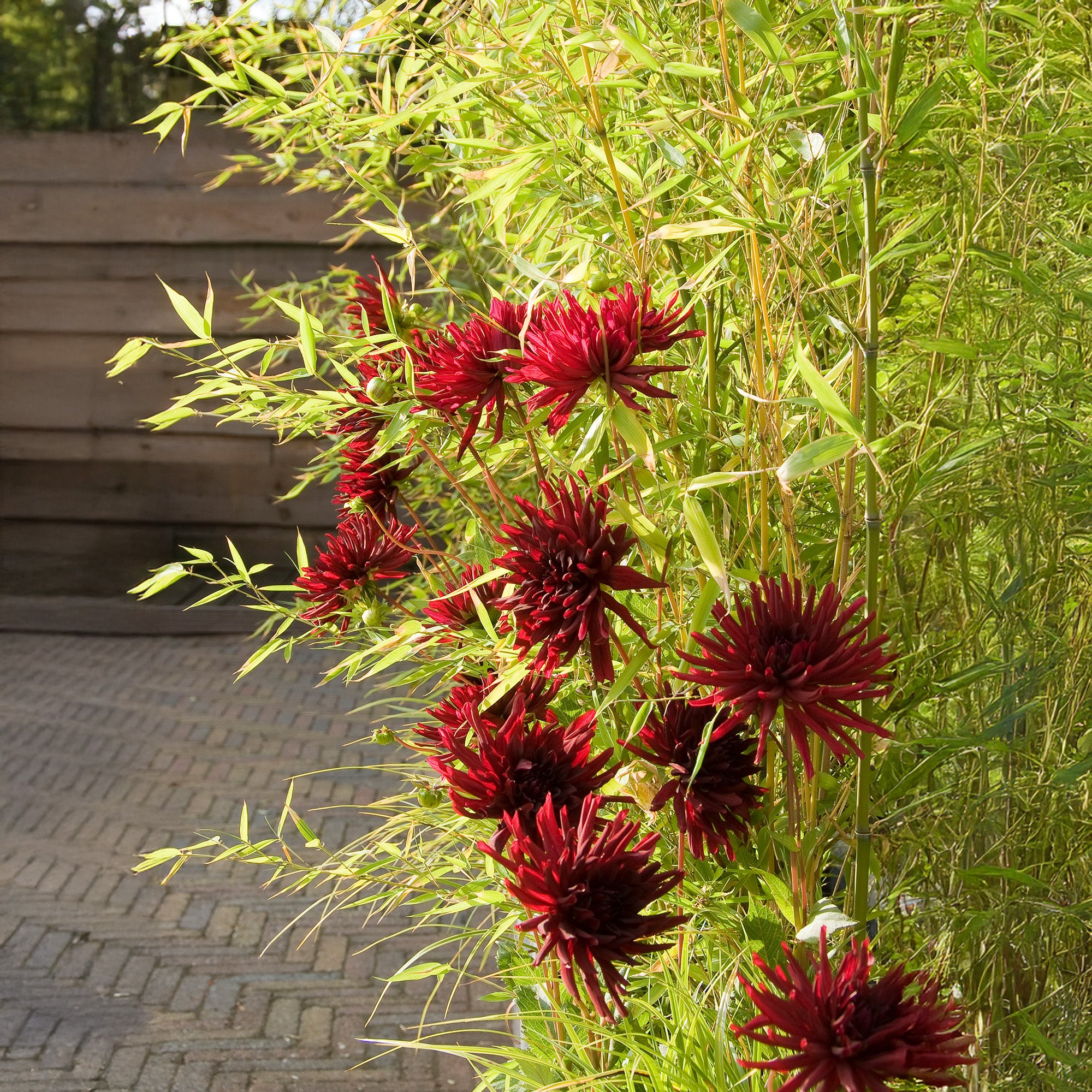 Dahlia Nuit D'Été (1 Bulb)