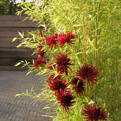 Dahlia Nuit D'Été (1 Bulb)