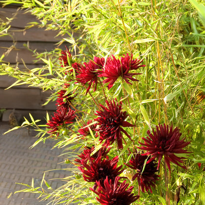 Dahlia Nuit D'Été (1 Bulb)