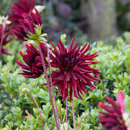 Dahlia Nuit D'Été (1 Bulb)