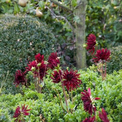 Dahlia Nuit D'Été (1 Bulb)